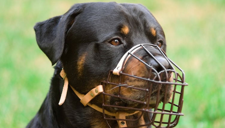 Dog Biting Laws In California