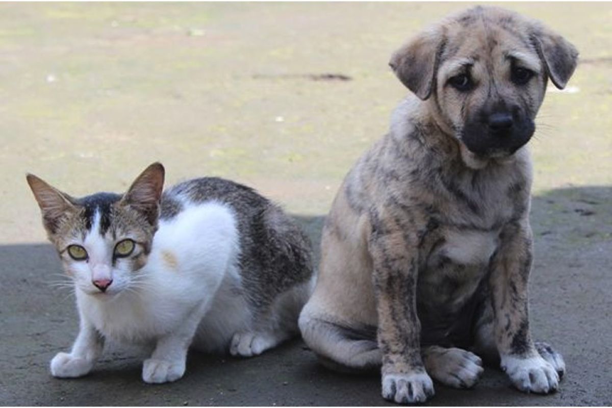 cat and dog