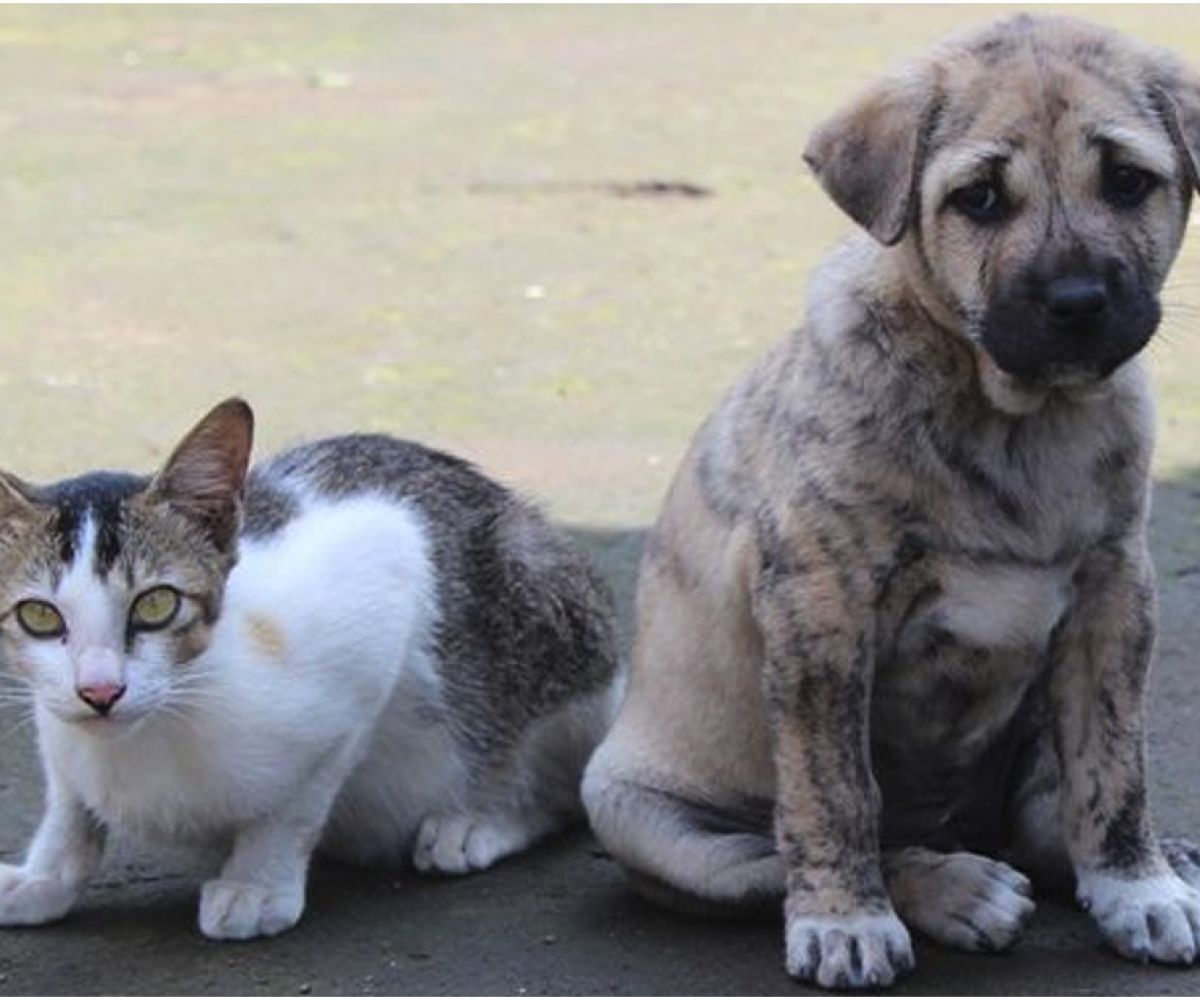 cat and dog